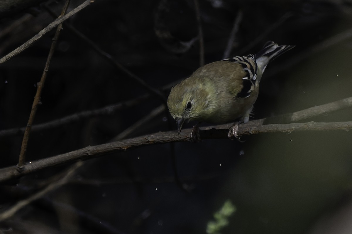 American Goldfinch - ML642634057
