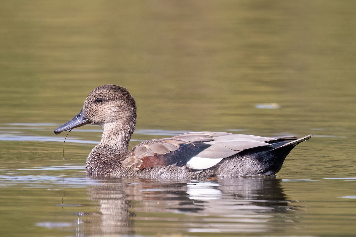Canard chipeau - ML642634061