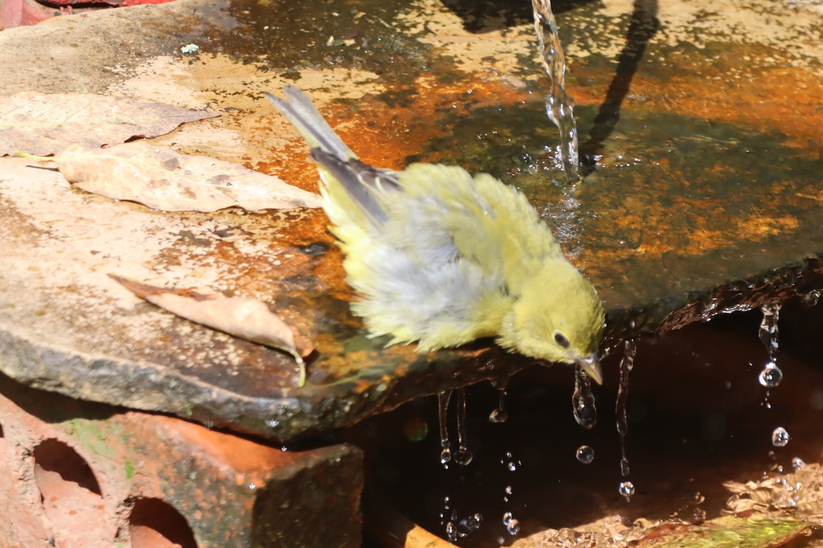 アカフウキンチョウ - ML642634063