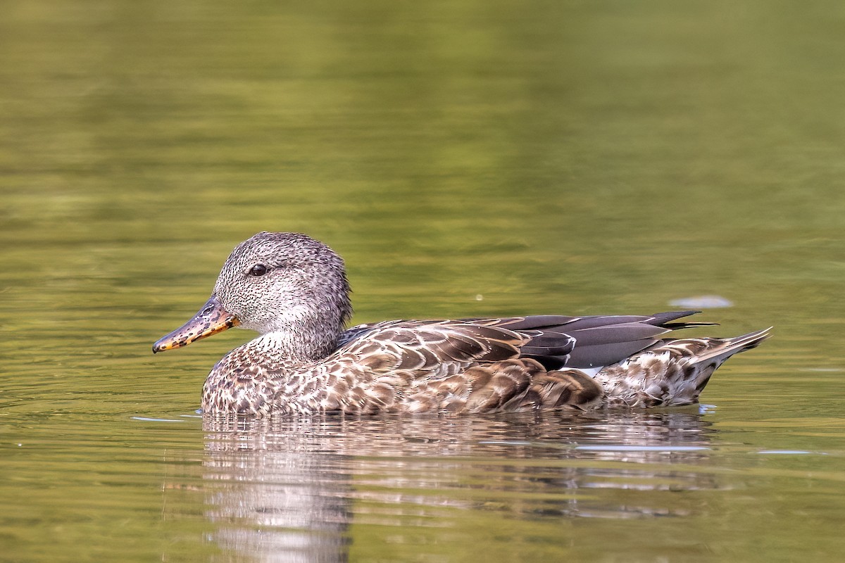 Canard chipeau - ML642634075