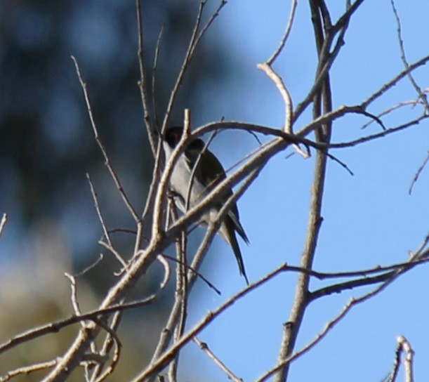 White-naped Honeyeater - ML642634079