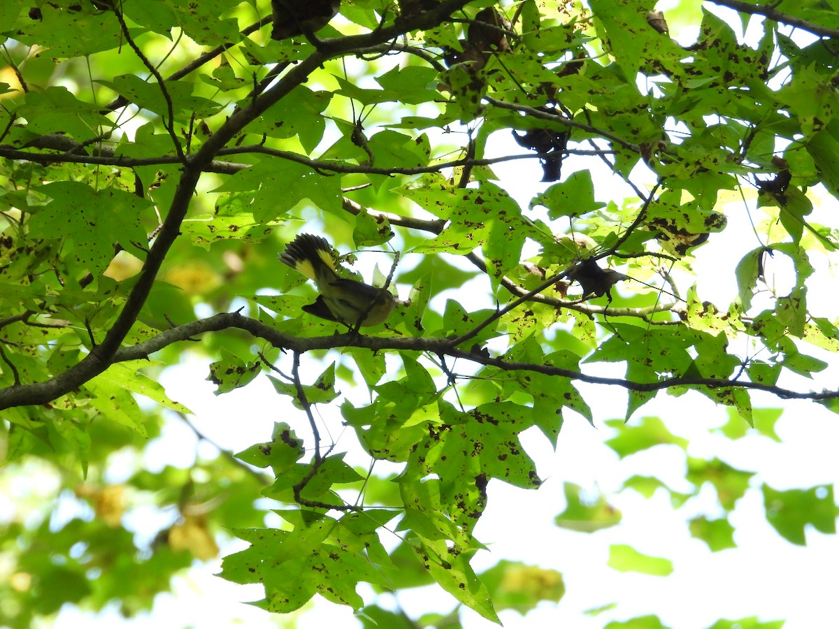 American Redstart - ML642634090