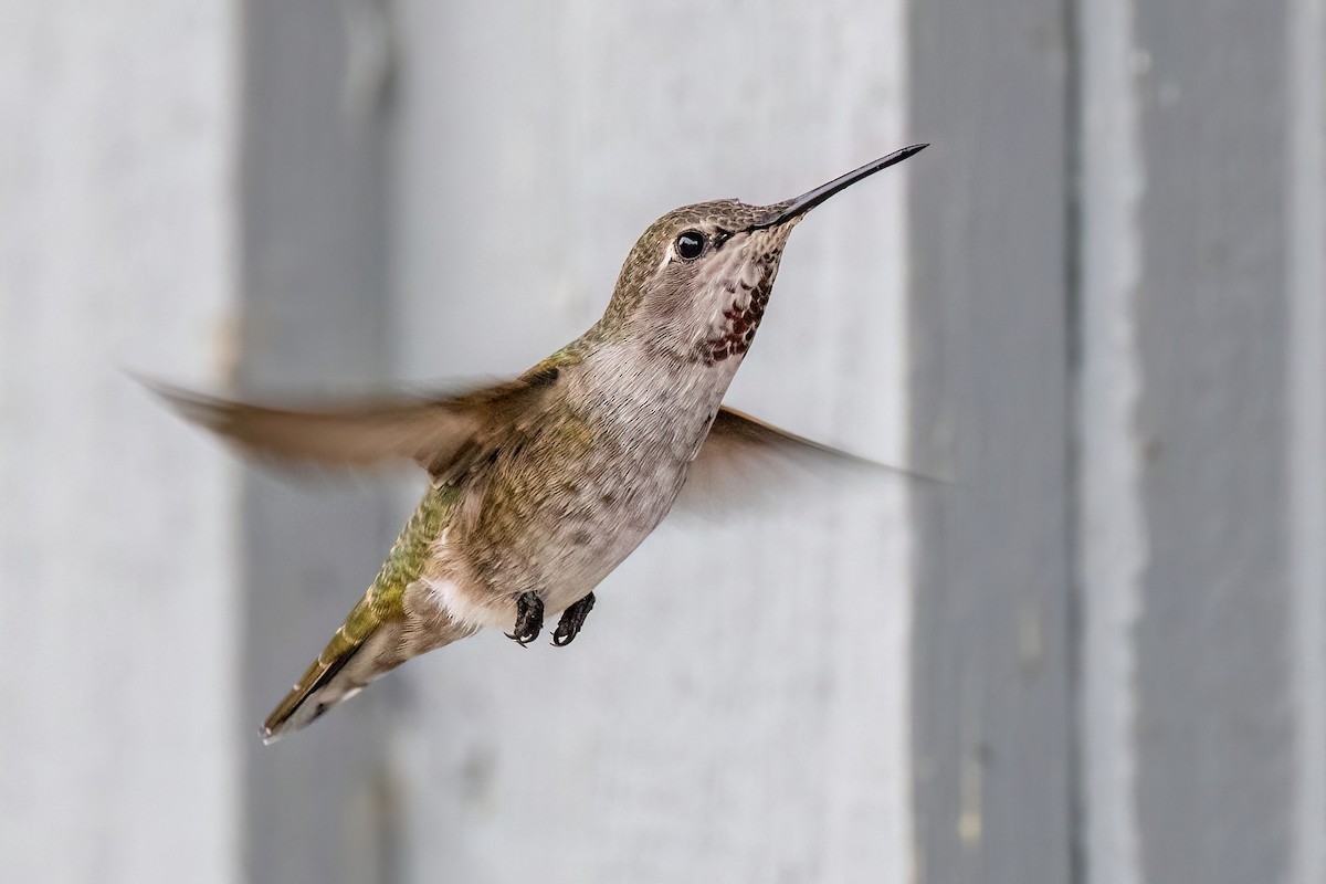 Colibri d'Anna - ML642634102