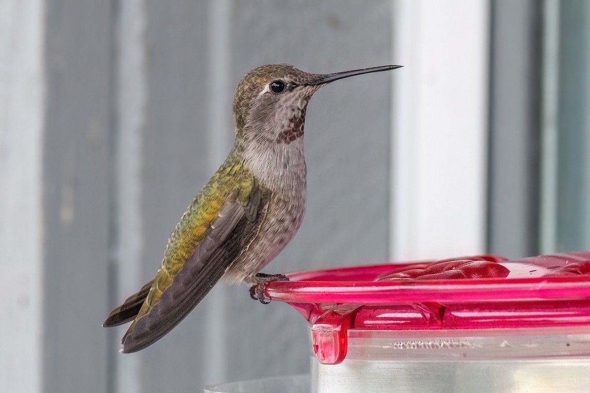 Colibri d'Anna - ML642634103