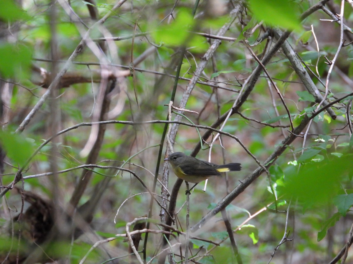 American Redstart - ML642634124
