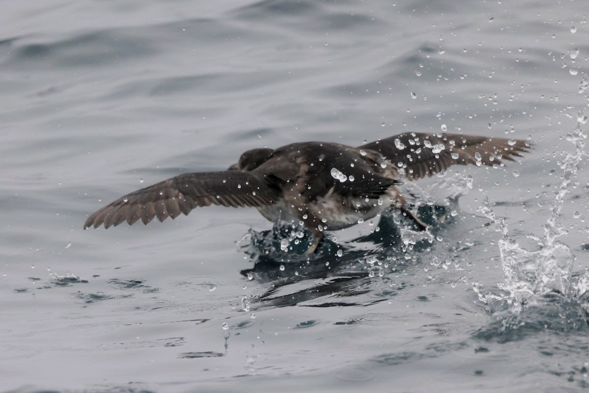 Rhinoceros Auklet - ML642634145