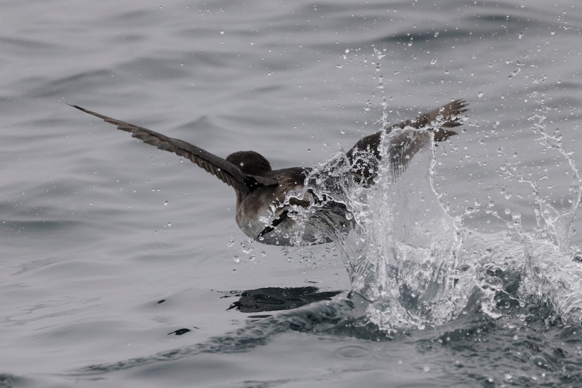 Rhinoceros Auklet - ML642634146