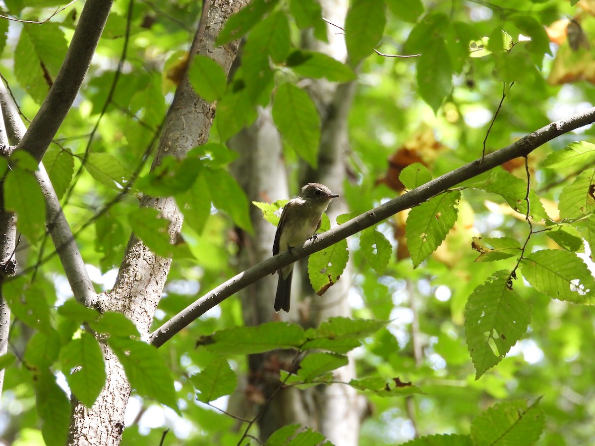 Eastern Wood-Pewee - ML642634161