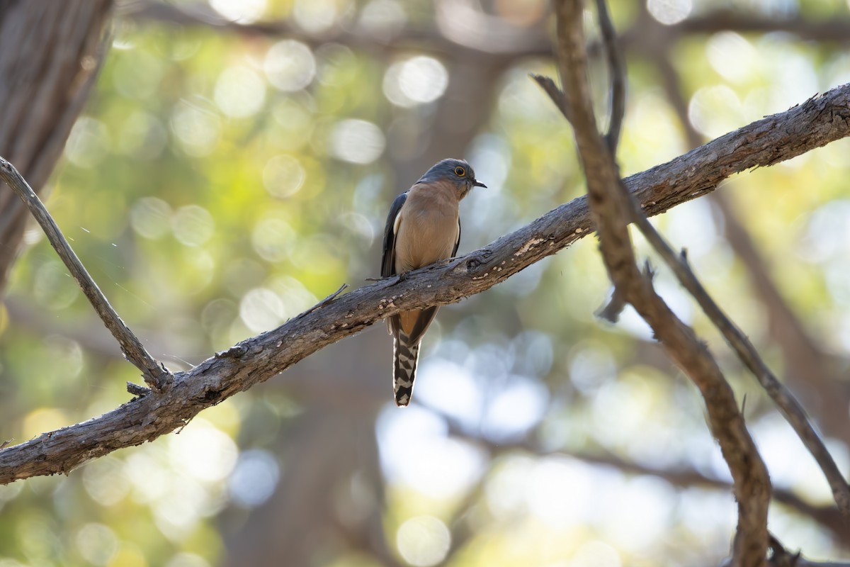 Fan-tailed Cuckoo - ML642634170