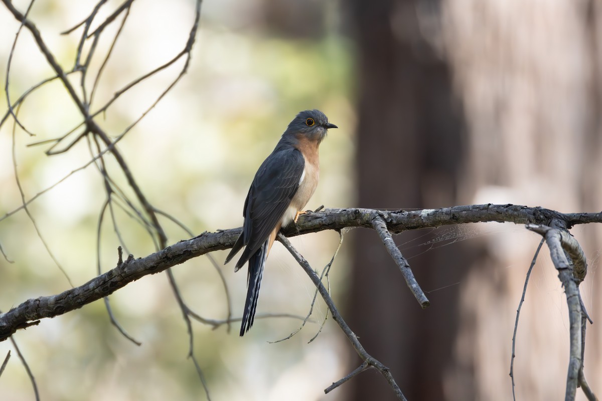 Fan-tailed Cuckoo - ML642634181