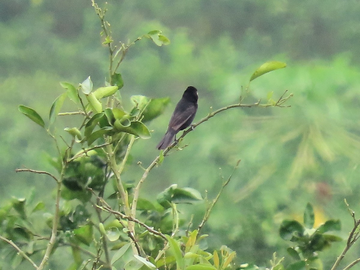Nicaraguan Seed-Finch - ML642634196