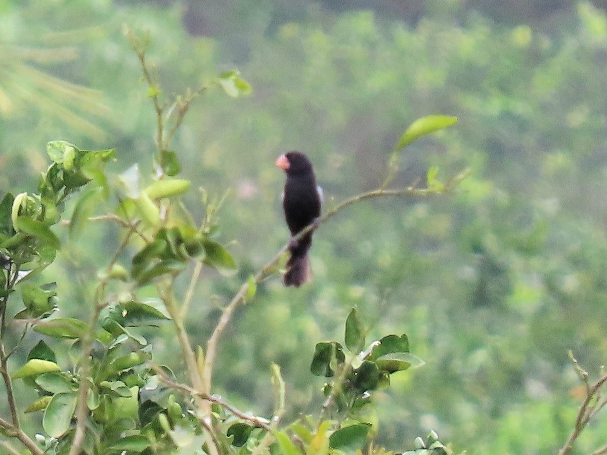 Nicaraguan Seed-Finch - ML642634197
