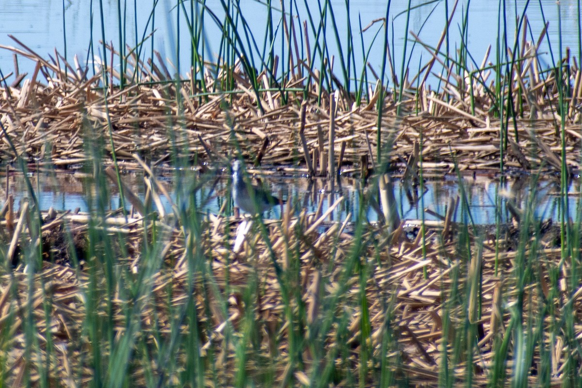 Greater Yellowlegs - ML642634208