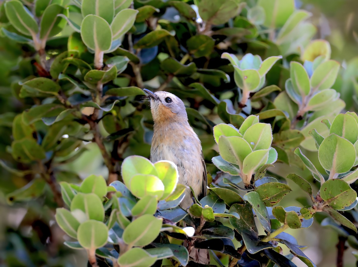 Kauai Elepaio - ML642634213
