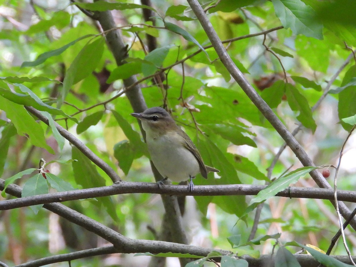 Vireo occhirossi - ML642634214