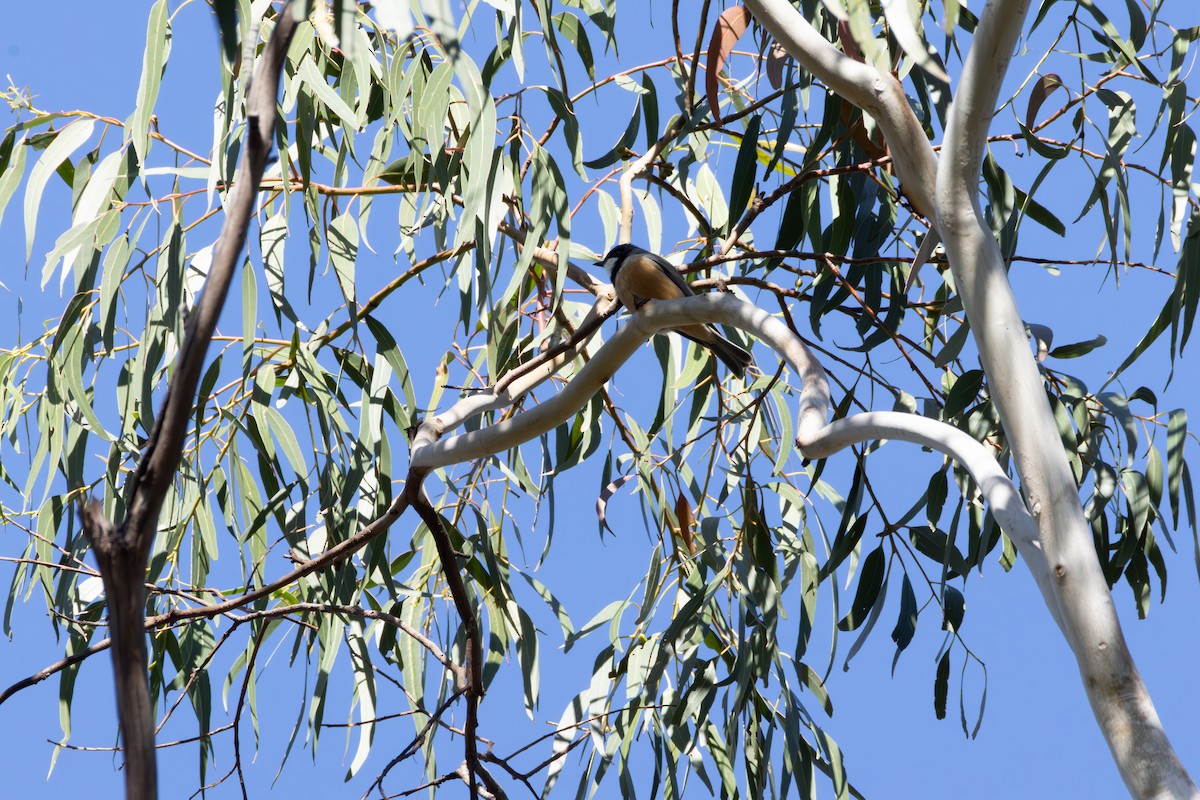 Rufous Whistler - ML642634221