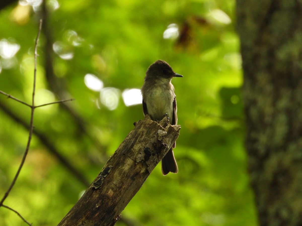 Eastern Wood-Pewee - ML642634246