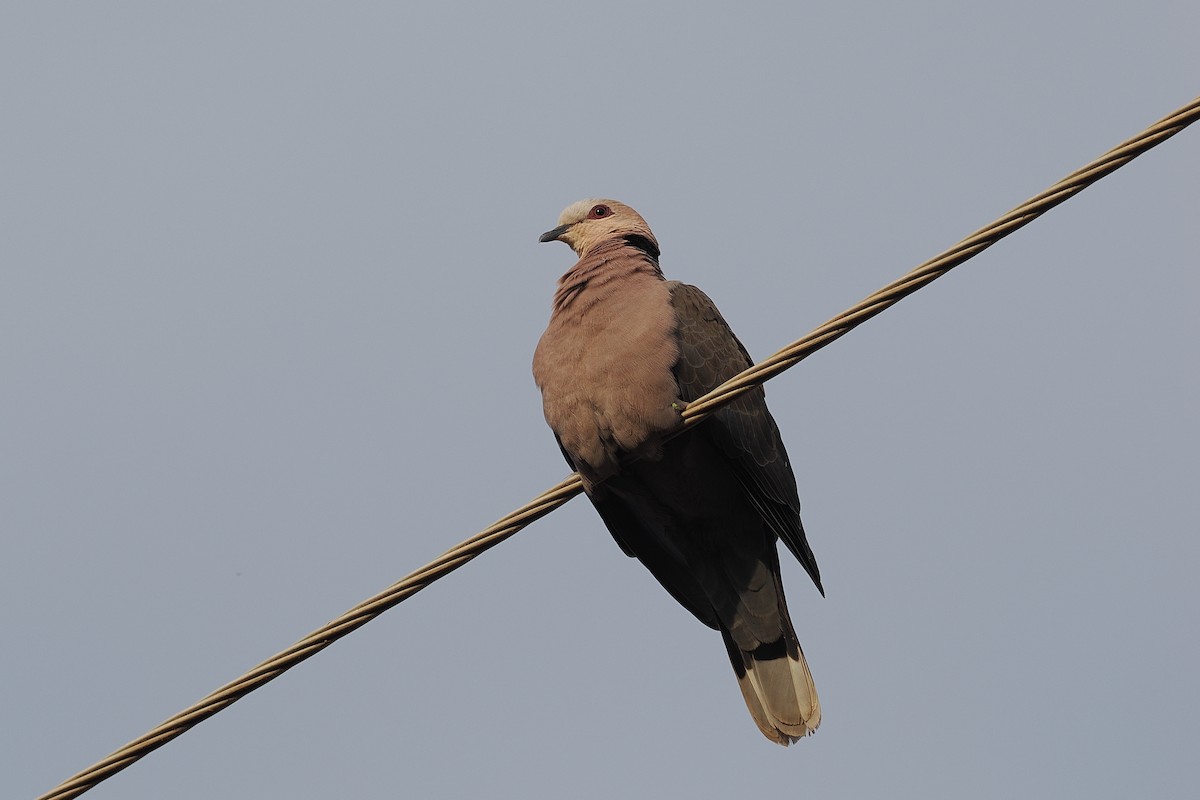 Red-eyed Dove - ML642634250