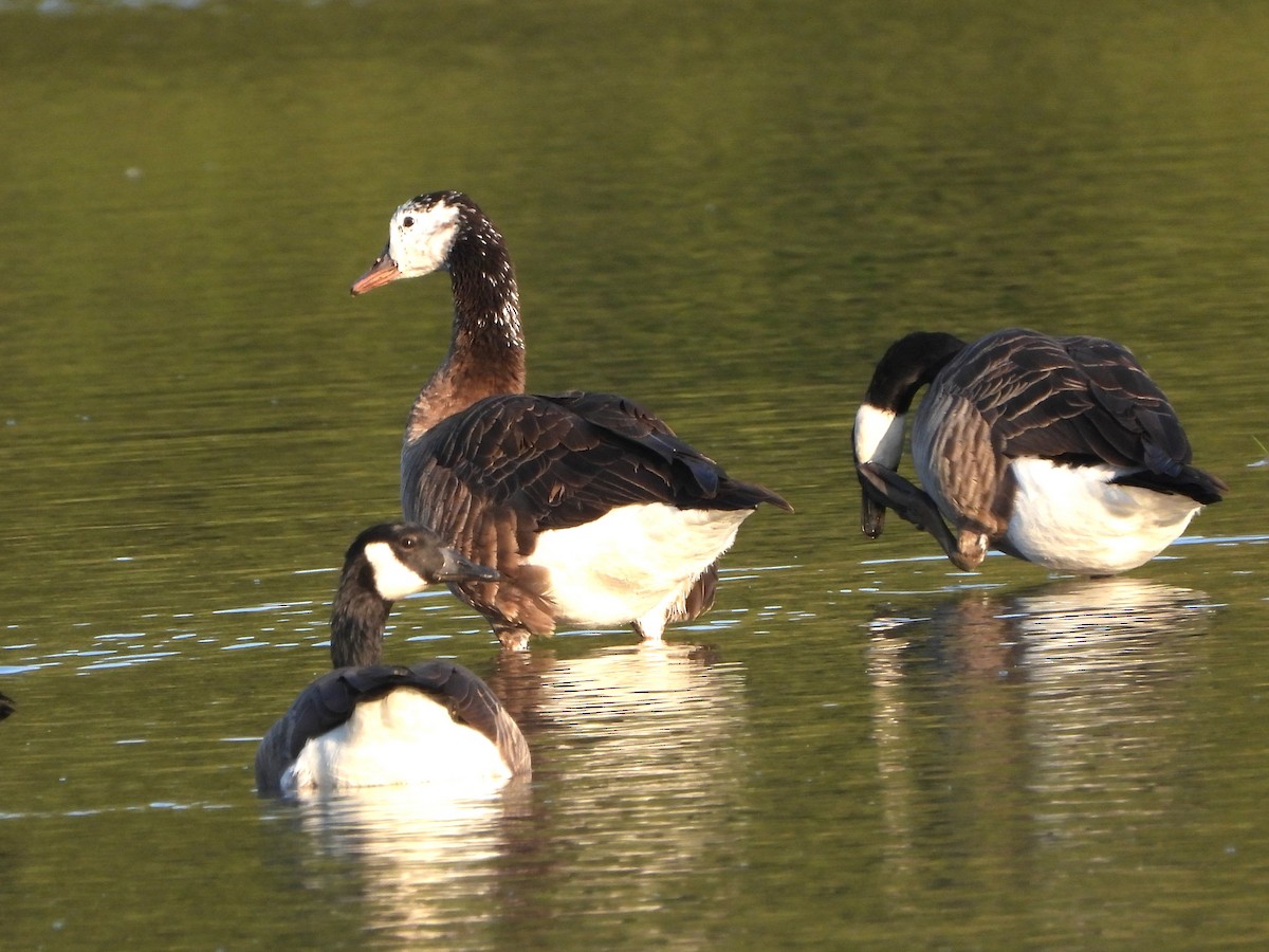 Domestic goose sp. x Canada Goose (hybrid) - ML642634257