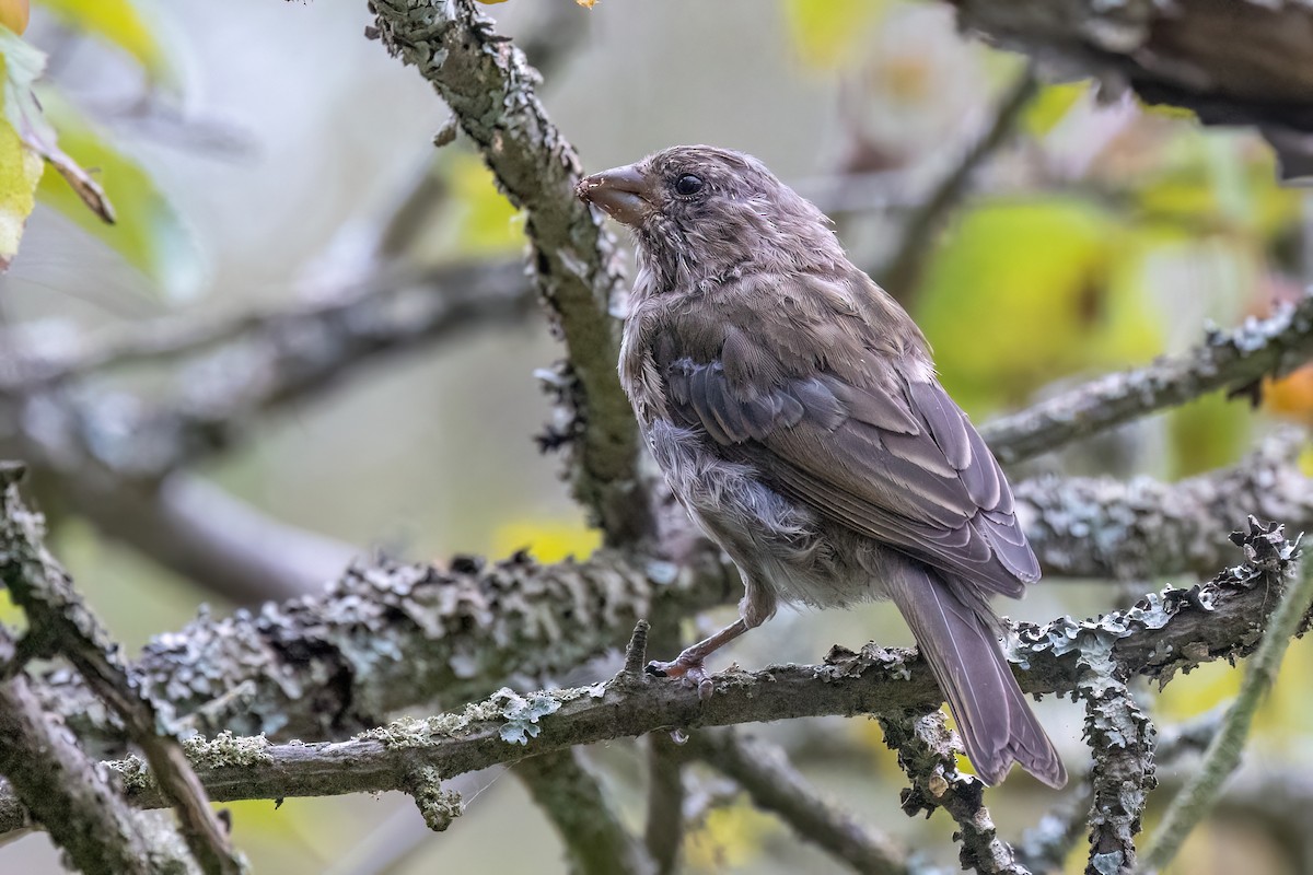 Purple Martin - ML642634261