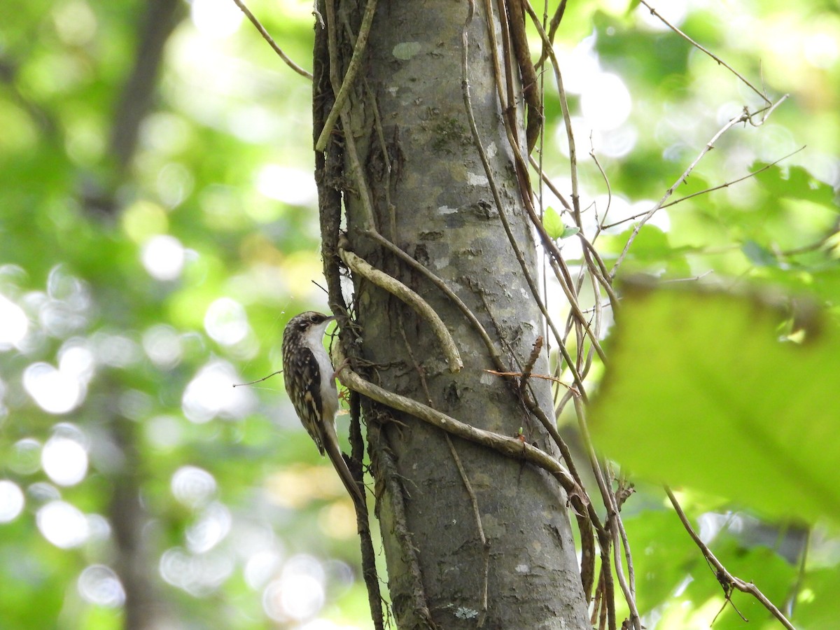 Brown Creeper - ML642634271