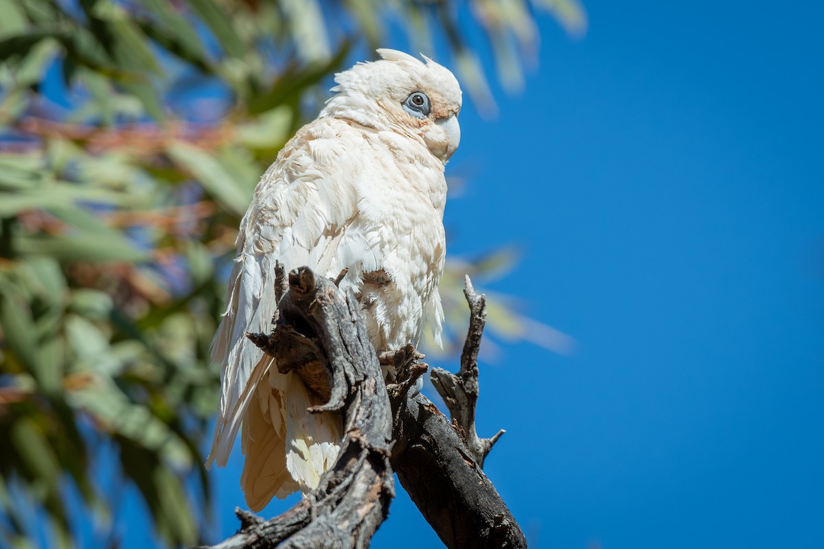 Little Corella - ML642634277