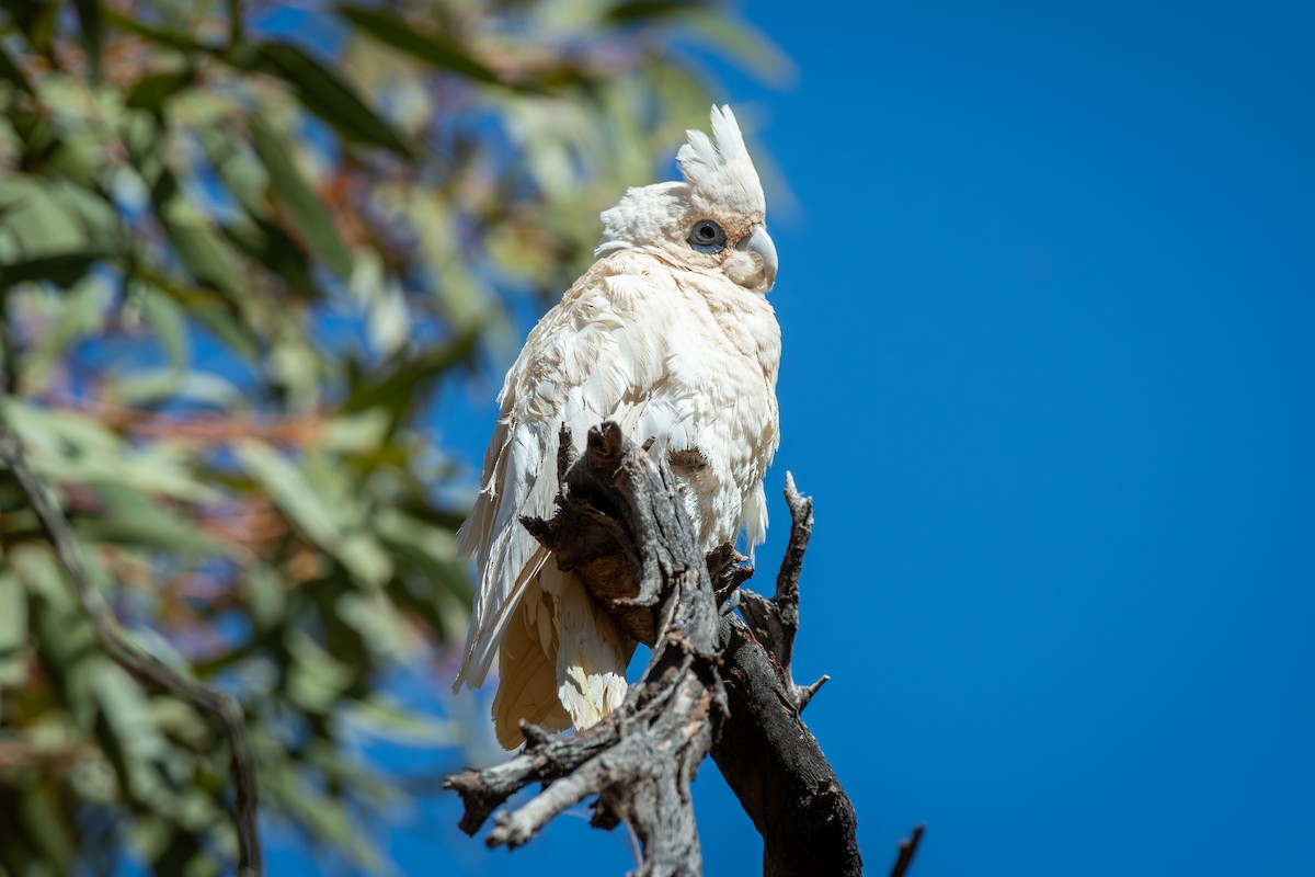 Little Corella - ML642634278