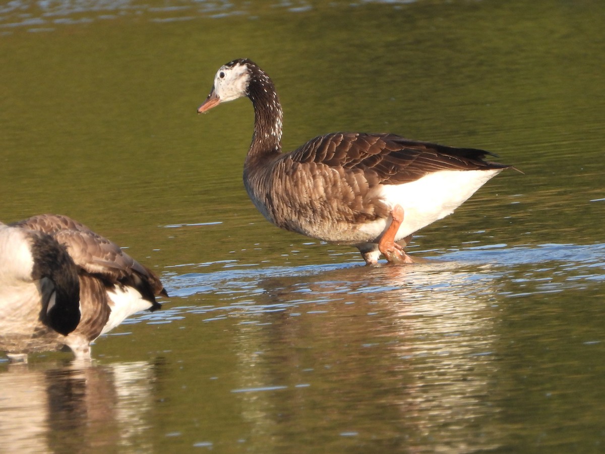 Domestic goose sp. x Canada Goose (hybrid) - ML642634281