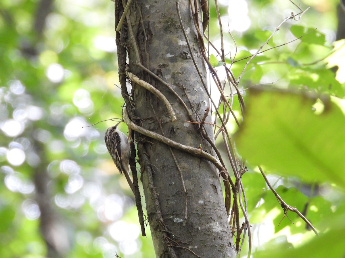 Brown Creeper - ML642634282