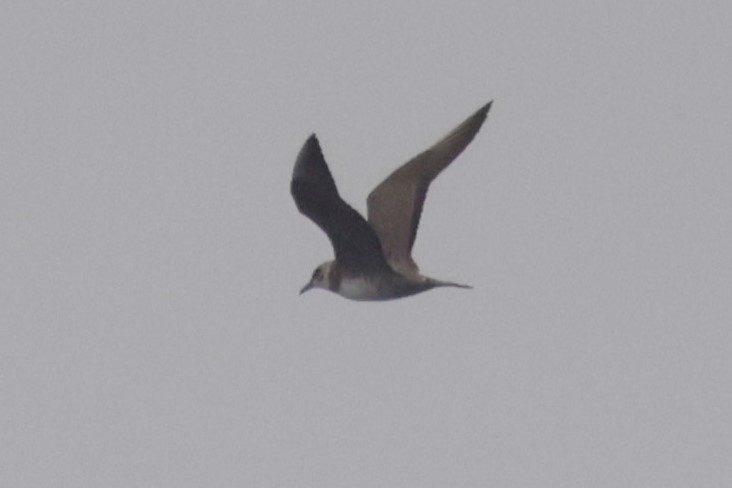 Long-tailed Jaeger - ML642634286