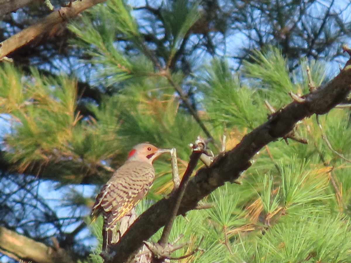 Northern Flicker - ML642634311