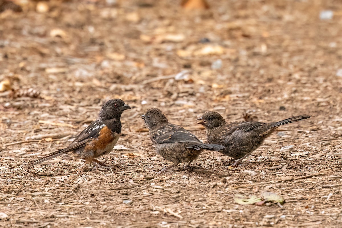 Spotted Towhee - ML642634321