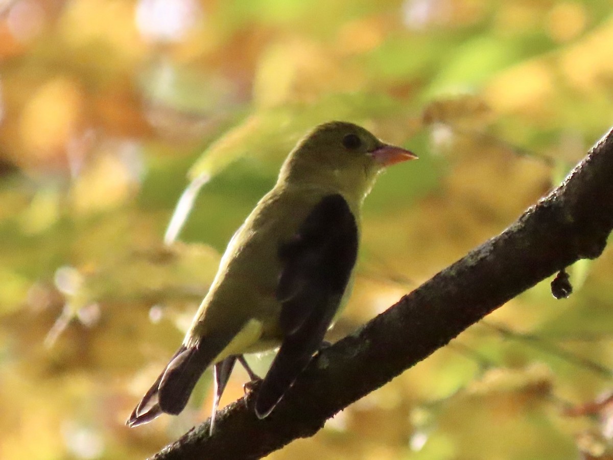 Scarlet Tanager - ML642634327