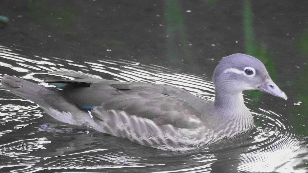 Mandarin Duck - ML642634330