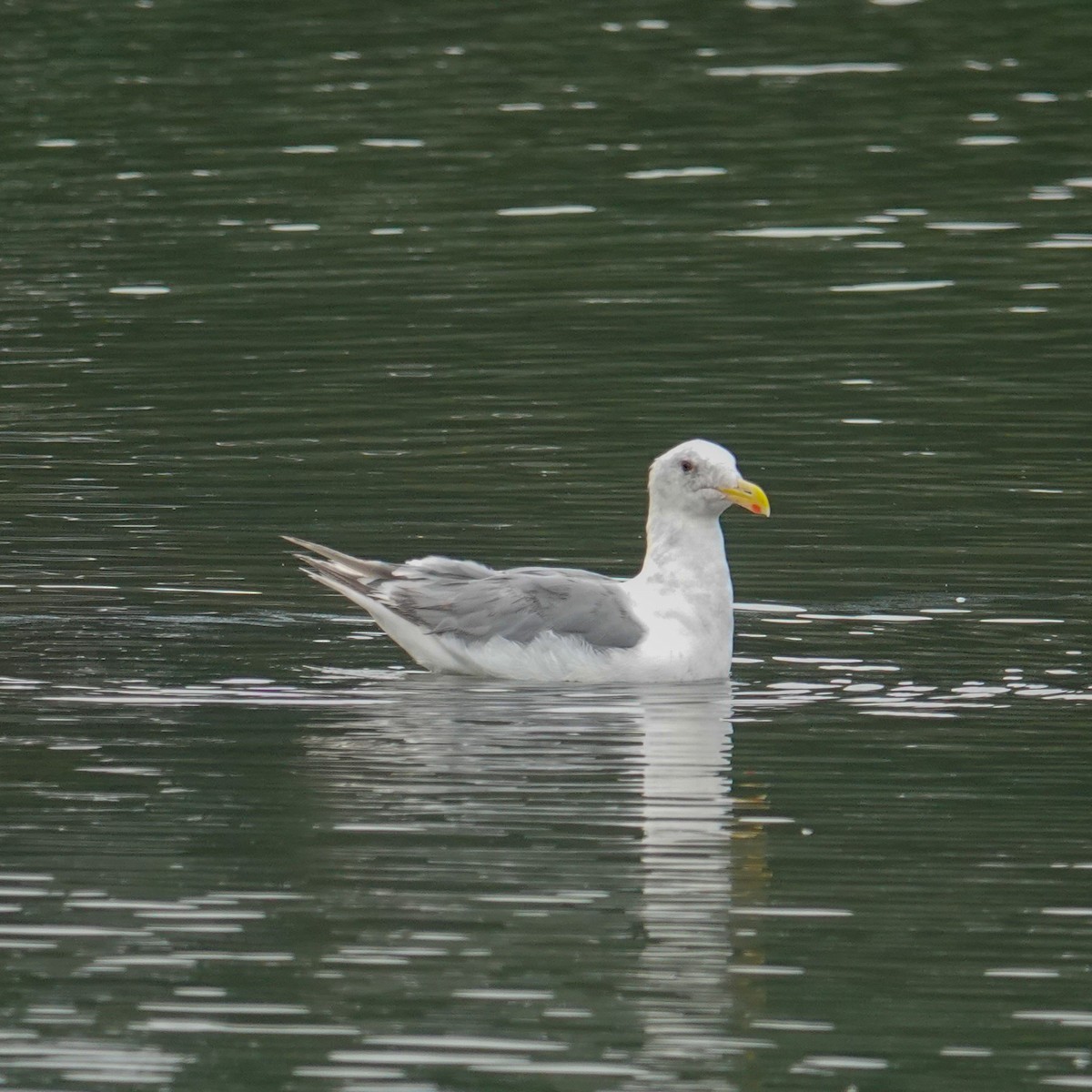 Glaucous-winged Gull - ML642634352