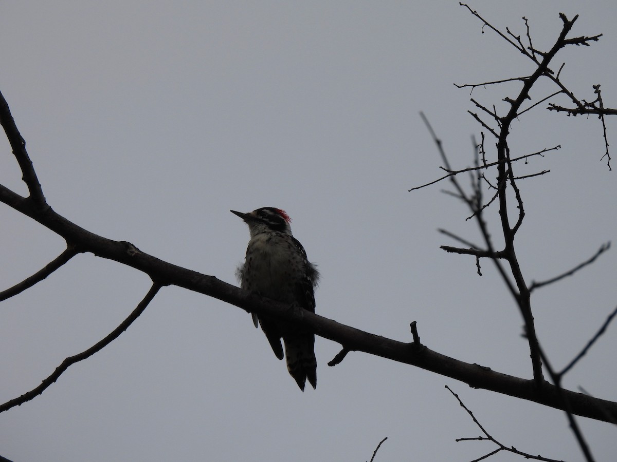 Nuttall's Woodpecker - ML642634356