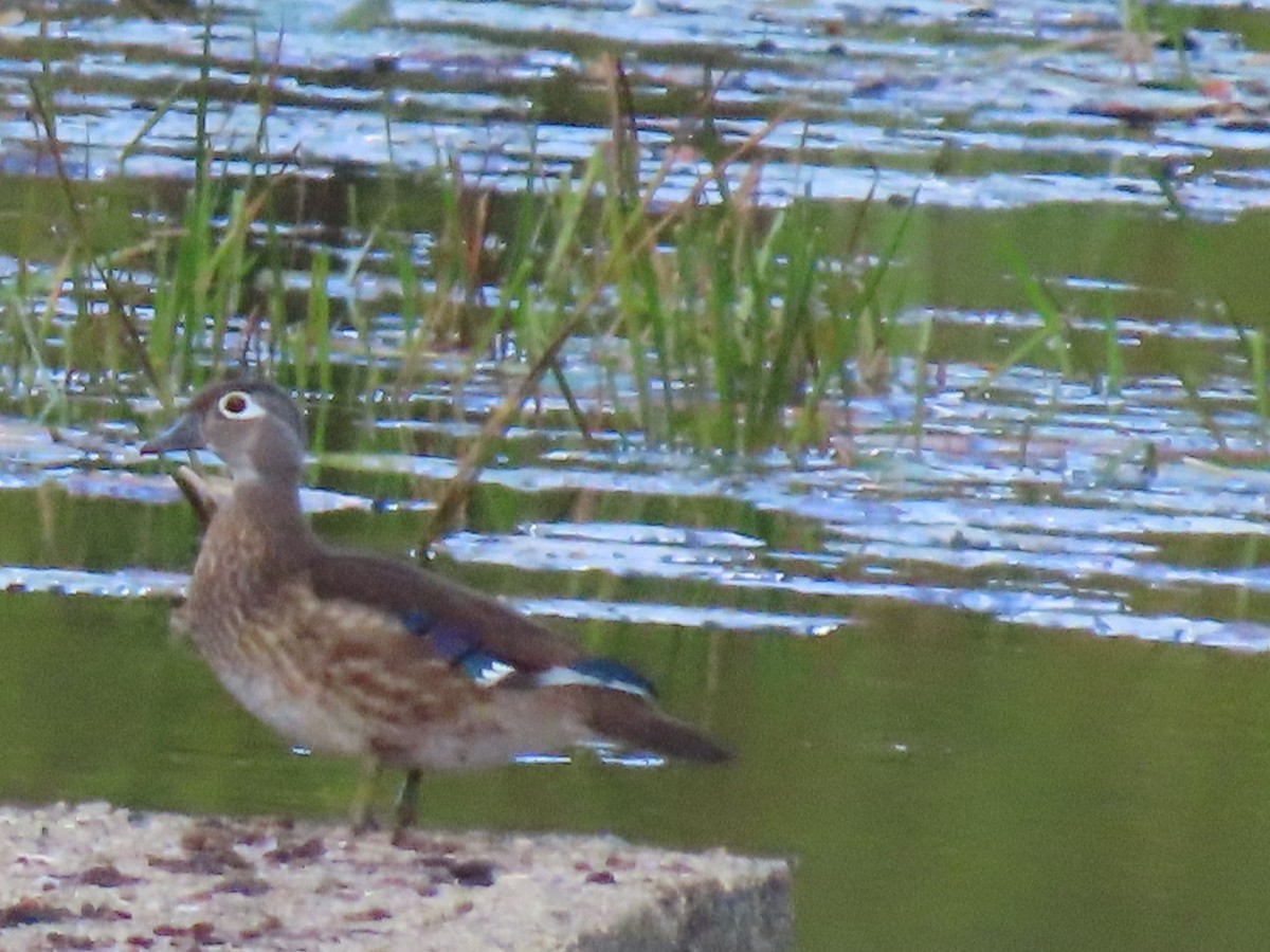 Wood Duck - ML642634365
