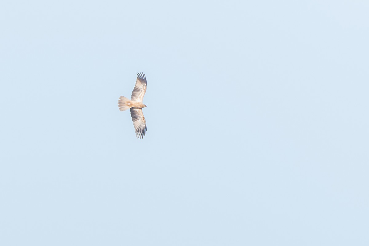 Whistling Kite - ML642634366