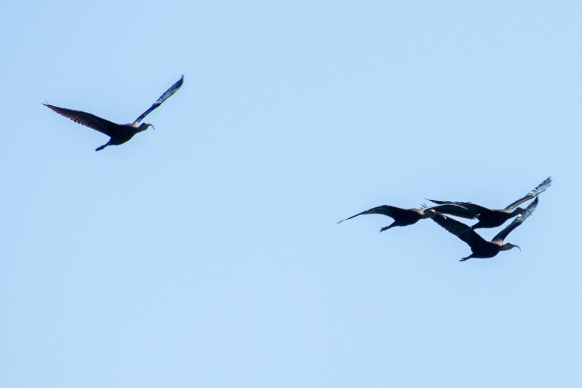 White-faced Ibis - ML642634373