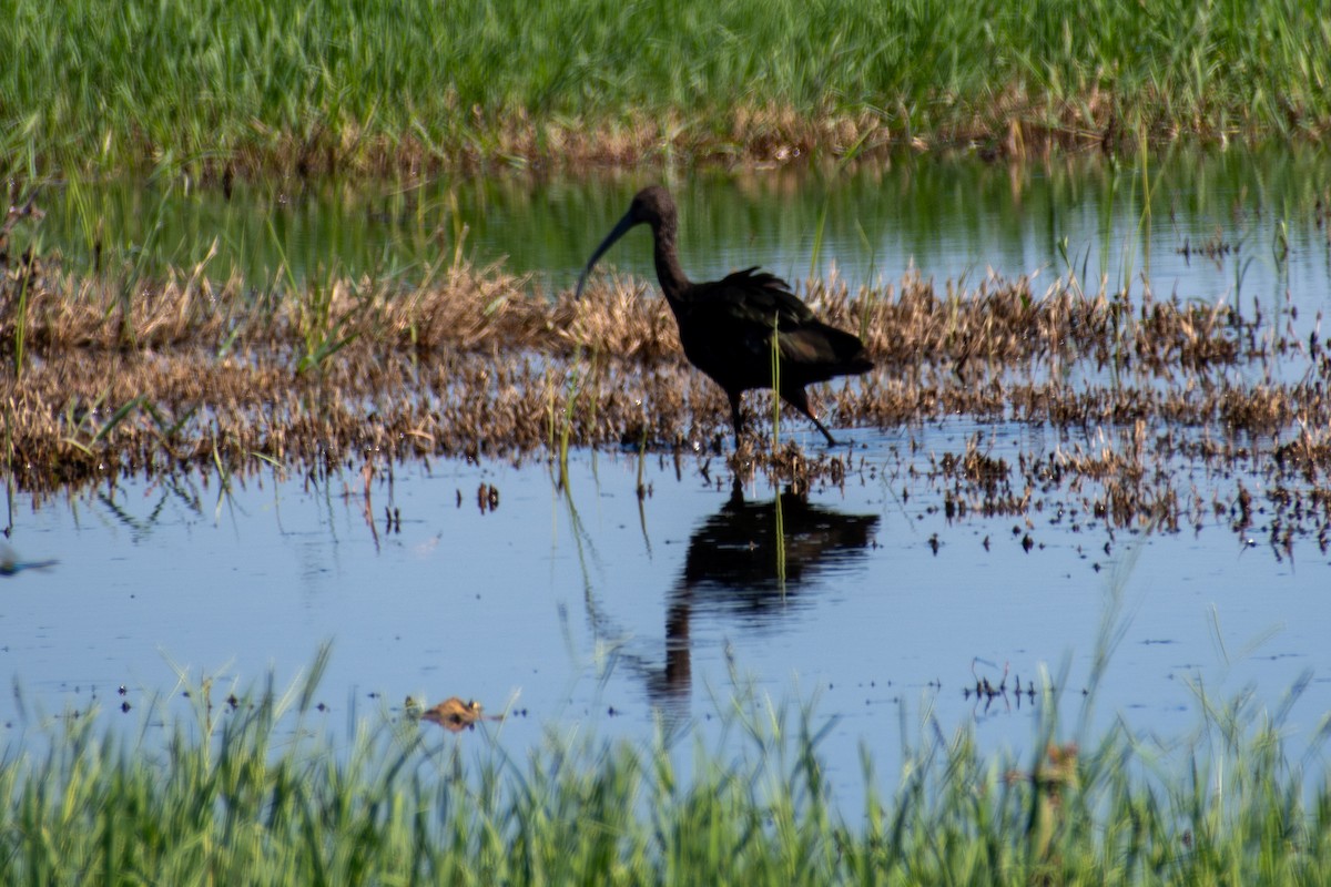 White-faced Ibis - ML642634374