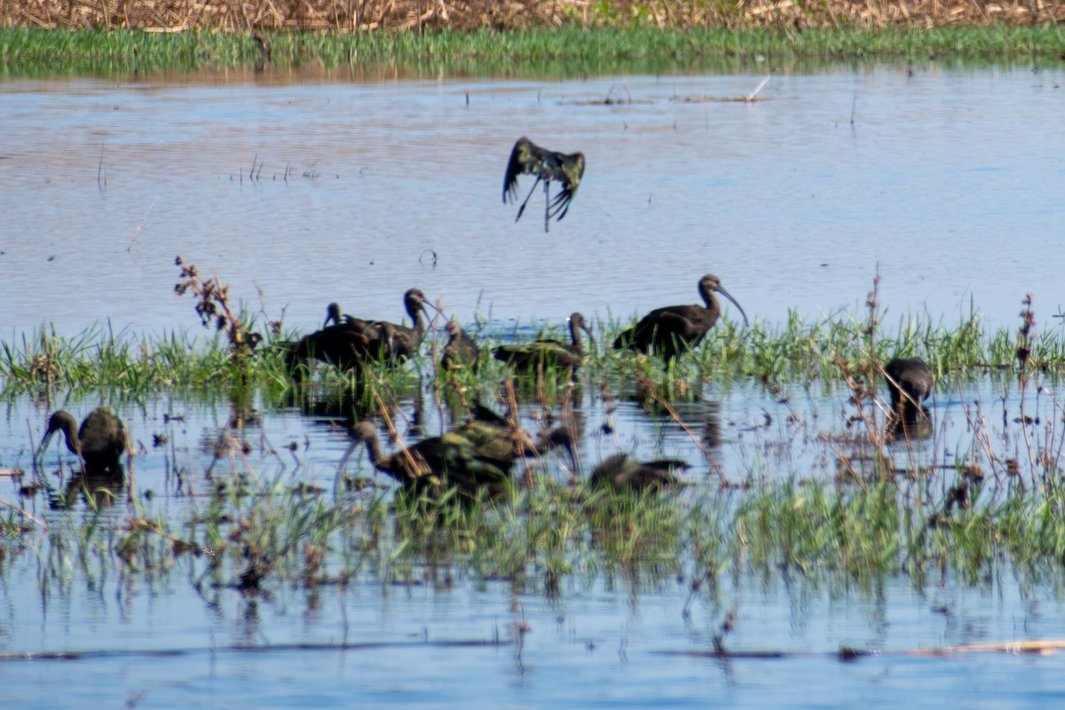 White-faced Ibis - ML642634376