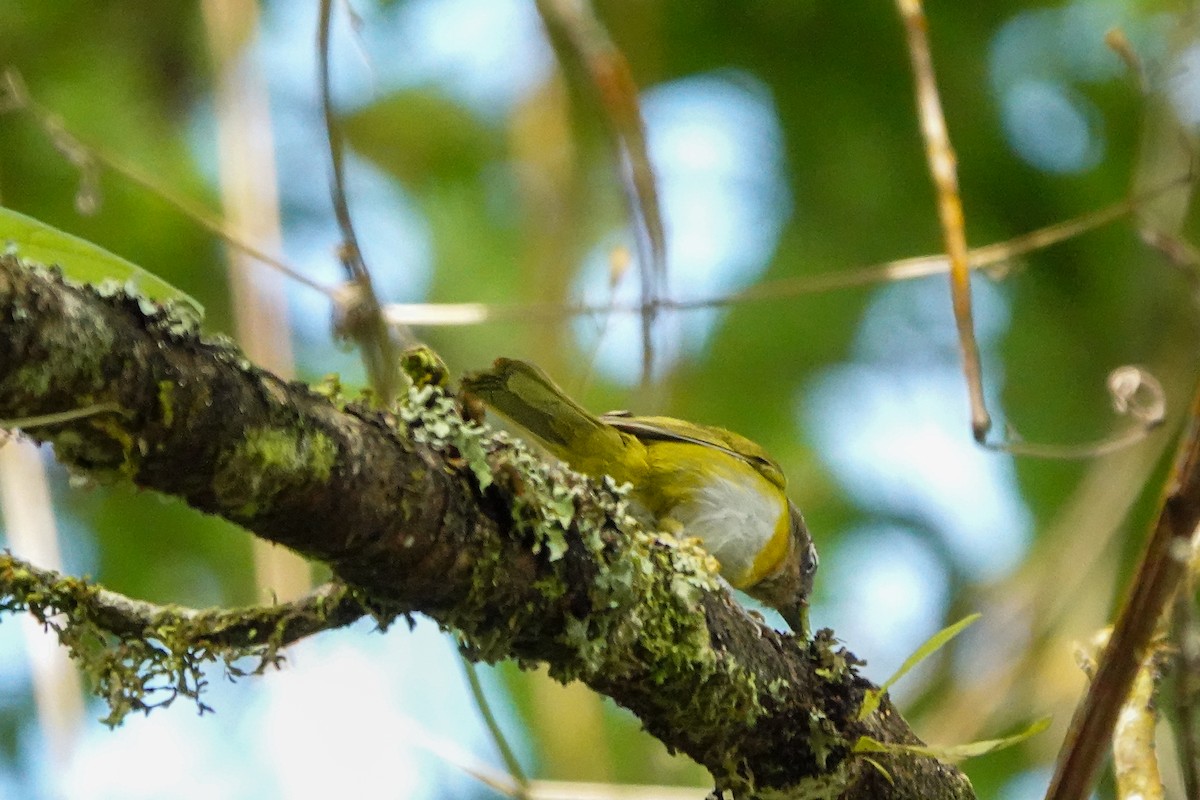Common Chlorospingus (Venezuela) - ML642634389