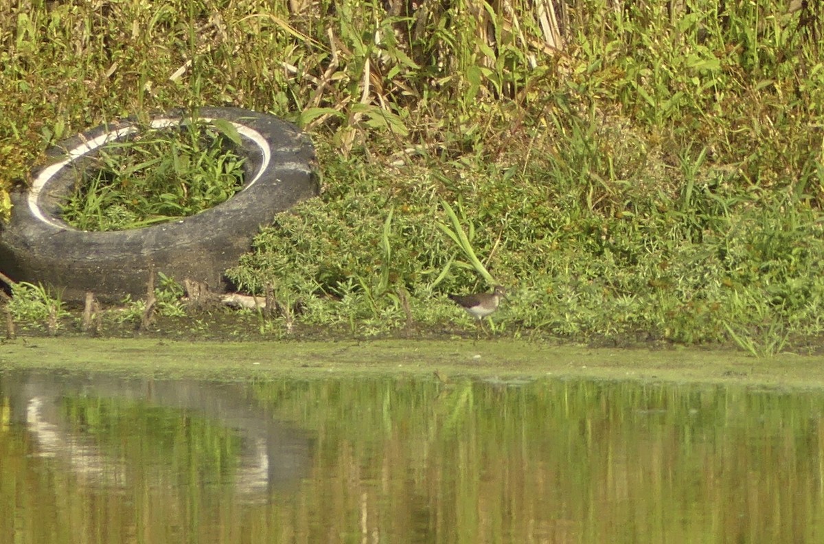 eremittsnipe - ML642634413