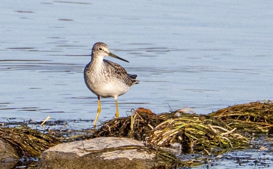 Greater Yellowlegs - ML642634420