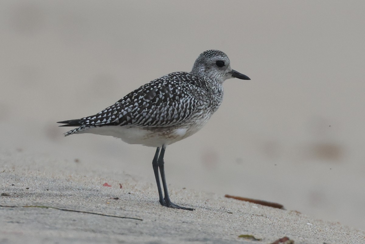 Black-bellied Plover - ML642634422