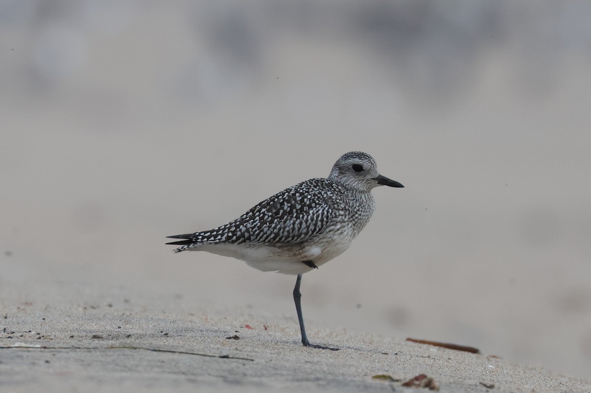 Black-bellied Plover - ML642634423