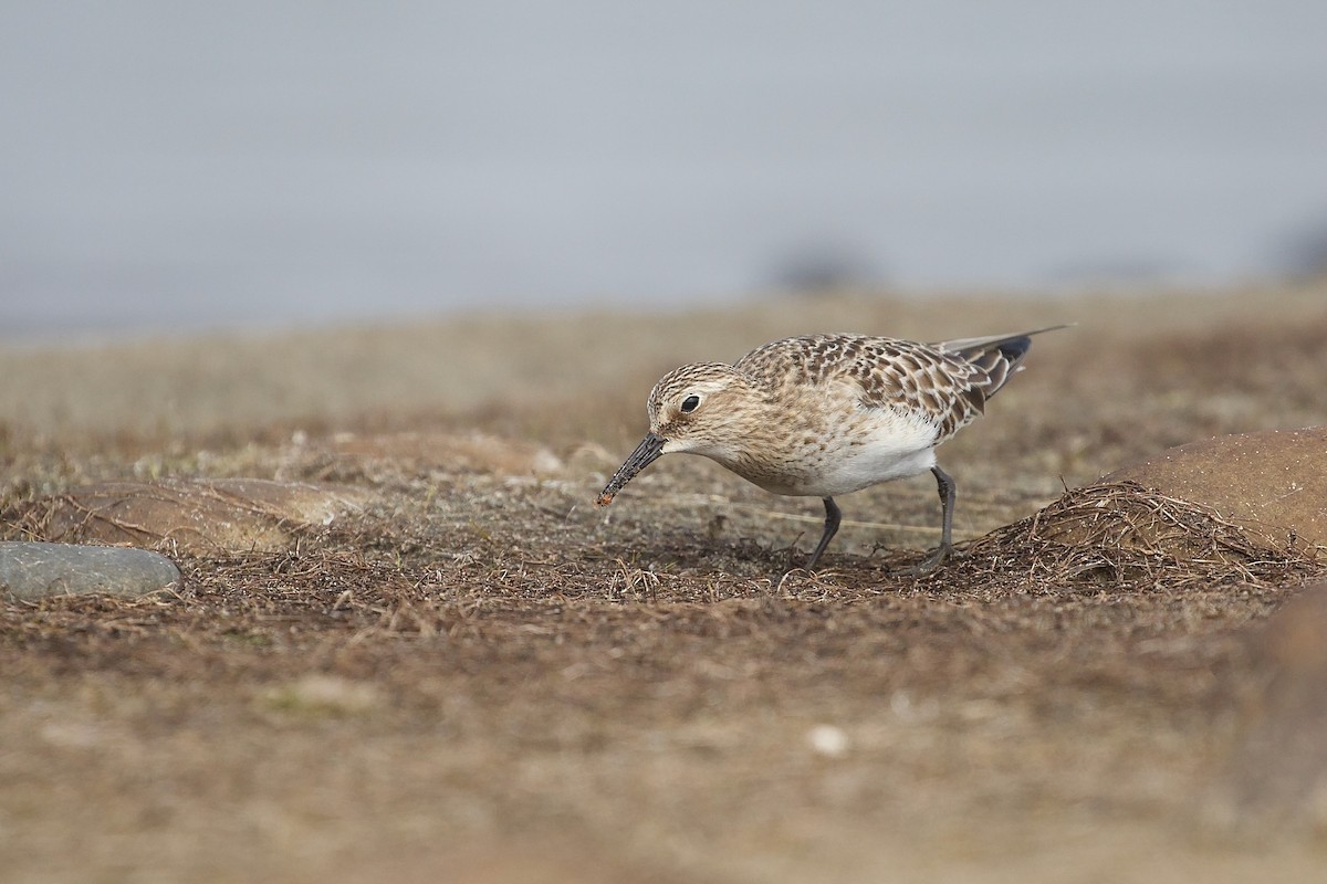Baird's Sandpiper - ML642634426