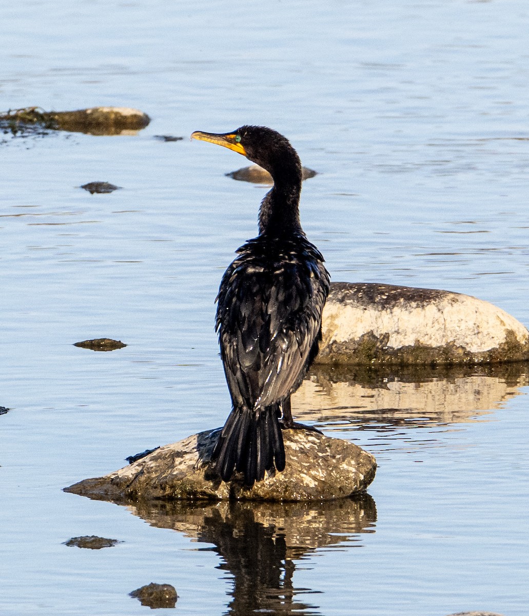 Double-crested Cormorant - ML642634429