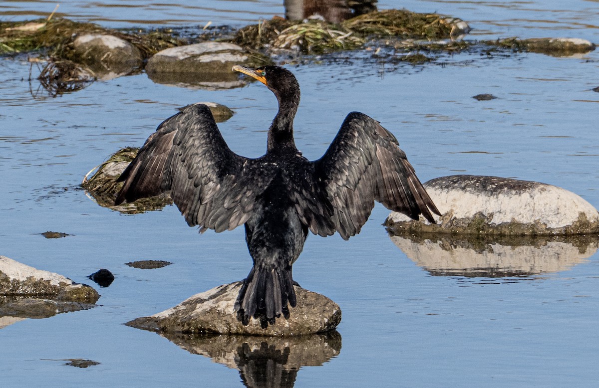 Double-crested Cormorant - ML642634431