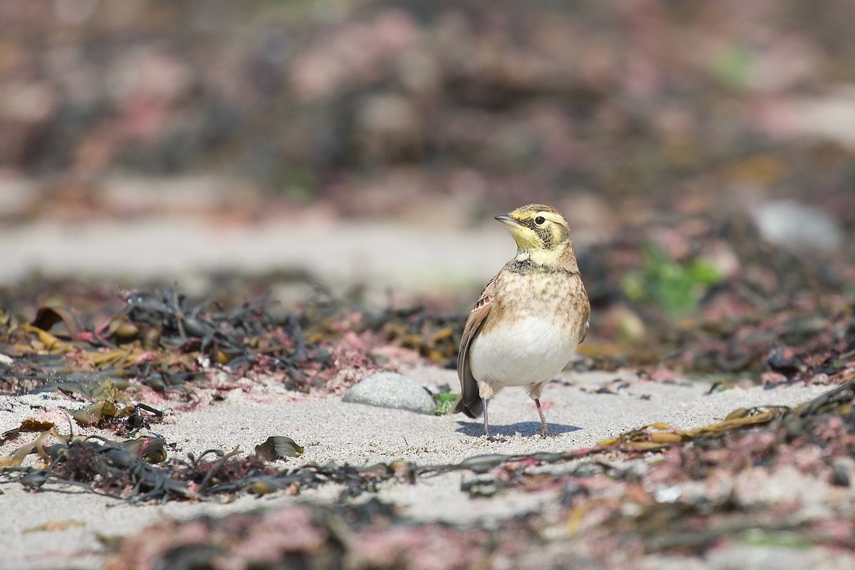 Horned Lark - ML642634438